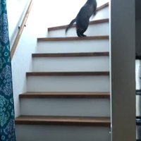 階段を駆け上がる猫