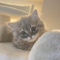 座っているミヌエットの子猫