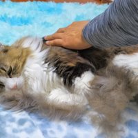頭に毛が乗った猫