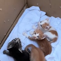 箱の中にいる子猫たち