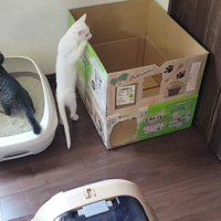 トイレと段ボールハウス