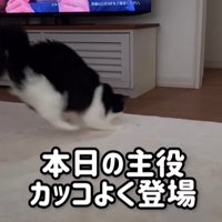 飛び込むように画面に登場する猫（本日の主役カッコよく登場）