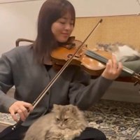 バイオリンを弾いている人と聴いている猫たち