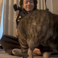 動き出した猫