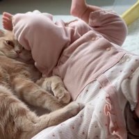 蹴られる猫1