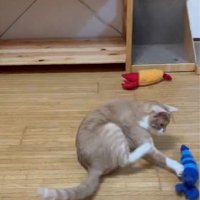 エビのおもちゃと猫