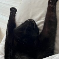腕を伸ばす猫