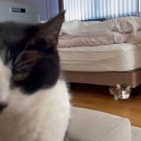 ベッドの下に隠れておやつをみている猫とソファーにいる猫