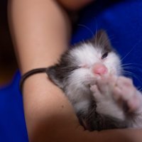 保護された子猫