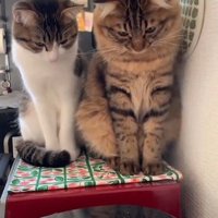 炊飯器を見つめる2匹の猫
