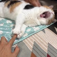あくび
