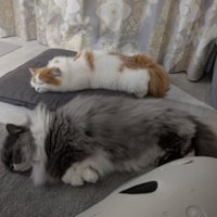 寝ている猫