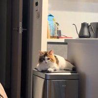 見つめる猫