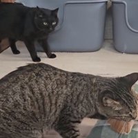 子猫をくわえる猫