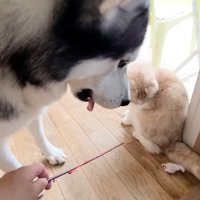 猫じゃらしで遊ぶ犬と猫