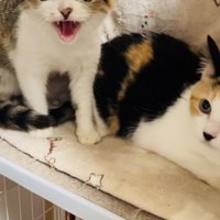 ケージの中からボランティアさんを威嚇する2匹の三毛猫