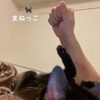 前足を下ろしてひっくり返っている黒猫と飼い主のグーにした手