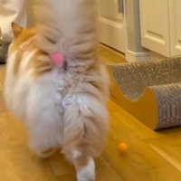 ぽてちくんのお尻