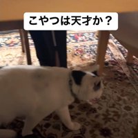 椅子に座りながら猫に声をかけるパパさん