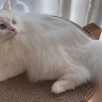 上を見る猫