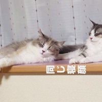 窓際で寝るママ猫と子猫