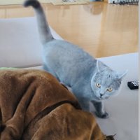 ソファでステップを踏むブリティッシュショートヘア