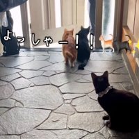 玄関ででむかえる猫達