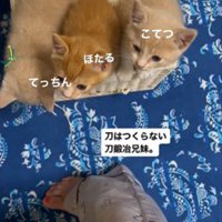 人の足元で鳴いている3匹の子猫