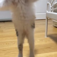 大ジャンプするうなぎちゃん