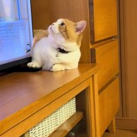 視線をそらす子猫