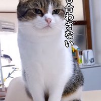 下を見る猫