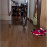 駆け寄る猫