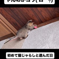 猫じゃらしで遊ぶ子猫