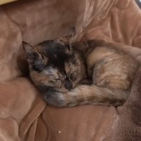 丸くなって寝るサビ猫