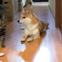 歩いてくるクロくん