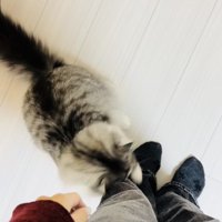 飼い主さんの足に噛み付くサイベリアン