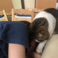 顔を近づける猫