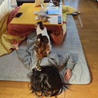 女の子の上に座っている猫