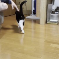 お父さんの足にじゃれる猫の写真4