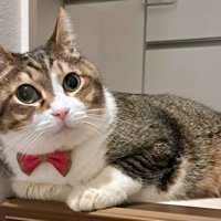 横座りで目をまん丸にして見つめる猫