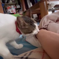 人の腕に近づく猫