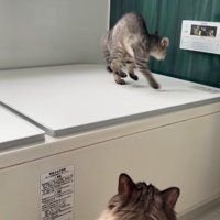 壁に向かってやんのかステップをしている子猫の斜め正面