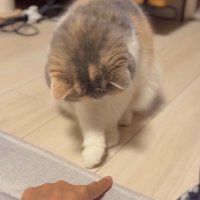 右手を伸ばす猫