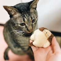 ぬいぐるみを差しだされる猫