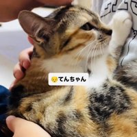息子さんに抱っこされてママさんに撫でられる子猫