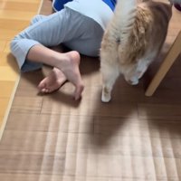 カメラに足を向けて寝そべる子どもの近くを歩く猫
