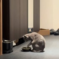 お皿の上で左前足を曲げている猫