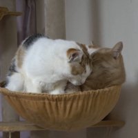 ハンモックにいる2匹の猫