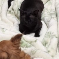目を瞑っている猫から顔を背ける犬