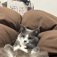 室内にいる猫